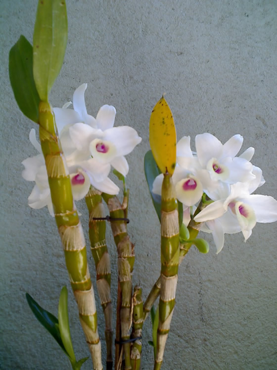 Dendrobium nobili | Mundo das Orquídeas